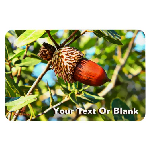 Galilee Acorn Magneet (Horizontaal)