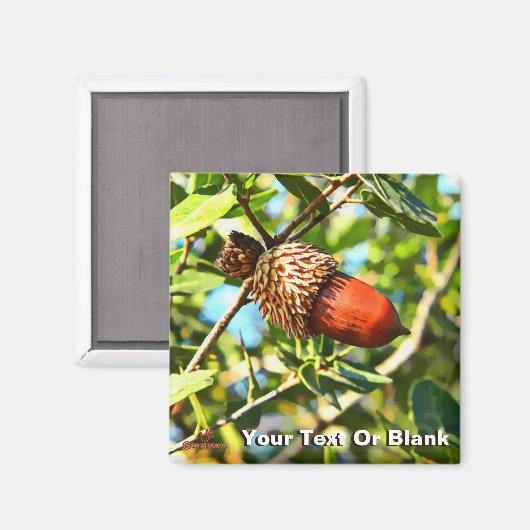 Galilee Acorn Magneet (Voorkant / Achterkant)