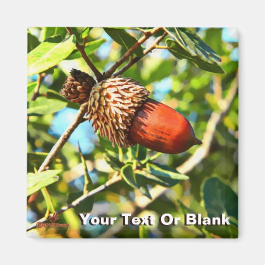 Galilee Acorn Magneet (Voorkant)