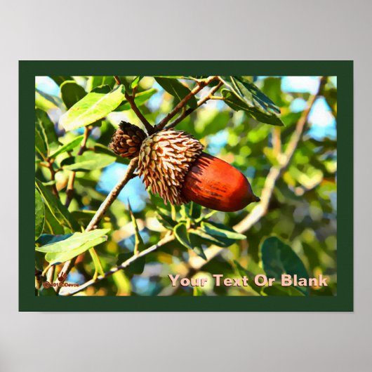 Galilee Acorn Poster (Voorkant)