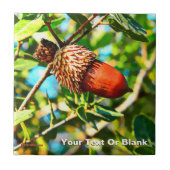 Galilee Acorn Tegeltje (Voorkant)