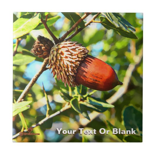 Galilee Acorn Tegeltje (Voorkant)