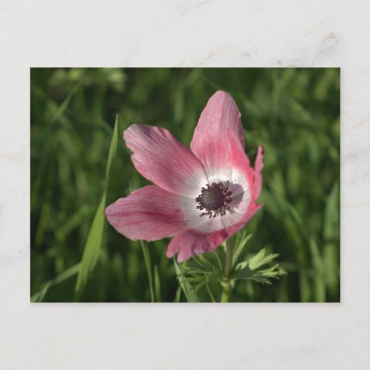 Galileo Anemone Calanit, Israel, Holy Land Briefkaart (Voorkant)