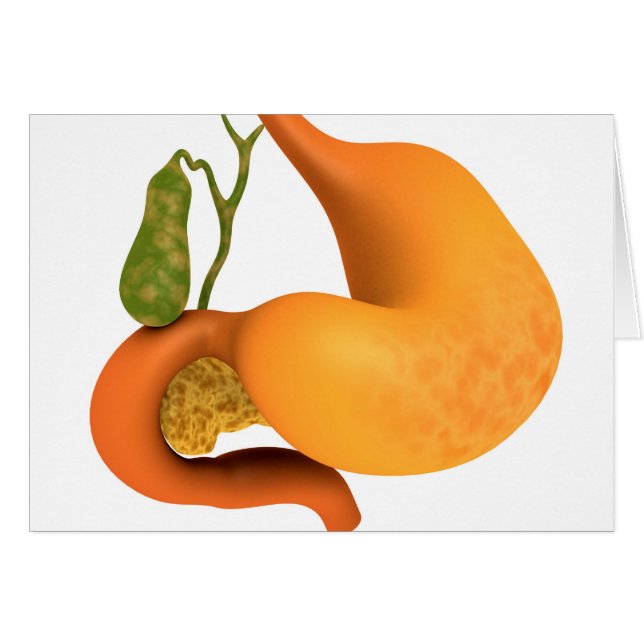 Gall-bladder met stomach (Voorkant Horizontaal)