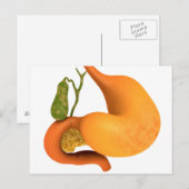 Gall-bladder met stomach briefkaart (Voorkant / Achterkant)