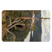 Gallen-Kallela - Great Black Woodpecker 1894 Magneet (Horizontaal)