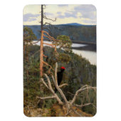 Gallen-Kallela - Great Black Woodpecker 1894 Magneet (Verticaal)
