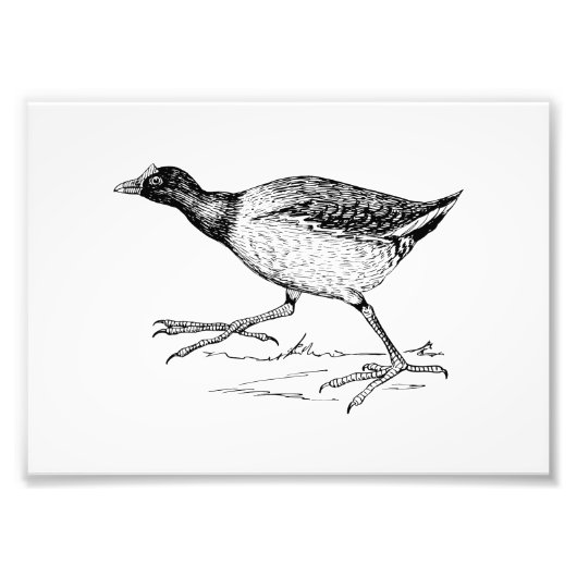 Gallinule Bird Drawing Foto Afdruk (Voorkant)