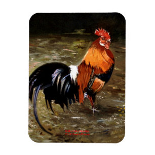 Gallo/Galo/Rooster Magneet
