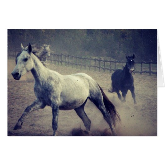 Gallop (Voorkant Horizontaal)