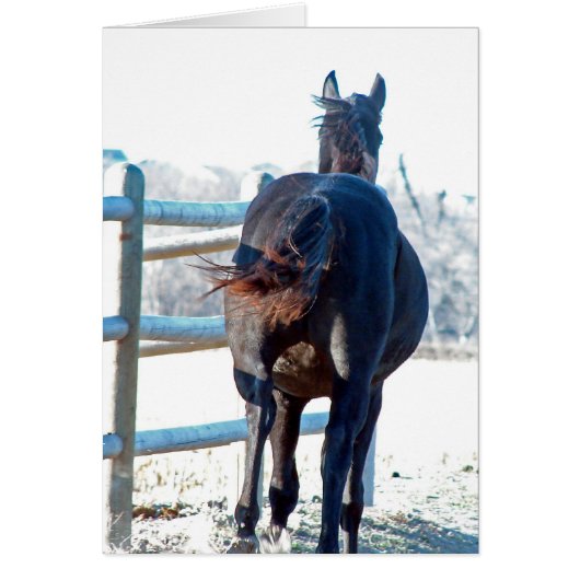 Gallop Away (Voorkant)