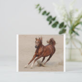 Galloping Brown Chestnut Horse Kicks up Sand Briefkaart (Staand voorkant)