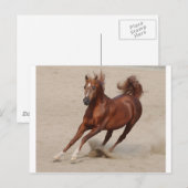 Galloping Brown Chestnut Horse Kicks up Sand Briefkaart (Voorkant / Achterkant)