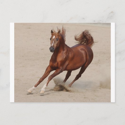 Galloping Brown Chestnut Horse Kicks up Sand Briefkaart (Voorkant)
