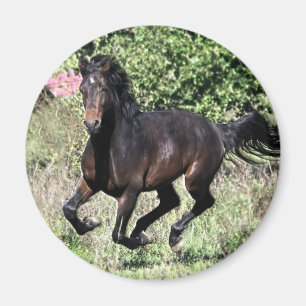 Galloping Chestnut Horse Magneet