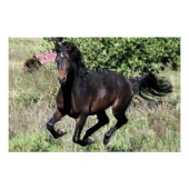 Galloping Chestnut Horse Poster (Voorkant)