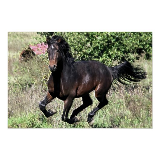 Galloping Chestnut Horse Poster (Voorkant)