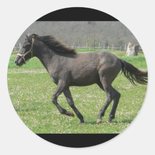Galloping Colt Sticker