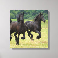 Galloping Friese Paarden Canvas Print