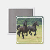 Galloping Friese Paarden Magneet (Voorkant / Achterkant)