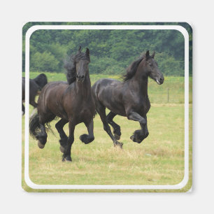 Galloping Friesian Horses Magnet