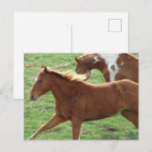 Galloping Horses Briefkaart (Voorkant / Achterkant)