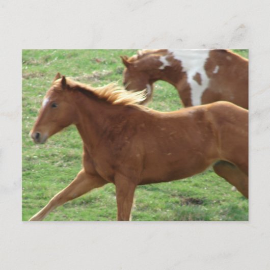 Galloping Horses Briefkaart (Voorkant)