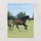 Galloping Mustangs Briefkaart (Voorkant)