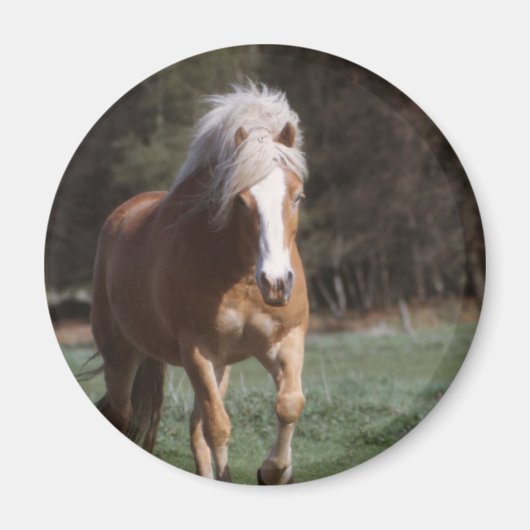 Galloping Palomino magneet (Voorkant)