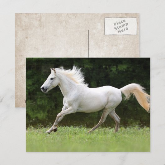 Galloping White Horse Briefkaart (Voorkant / Achterkant)
