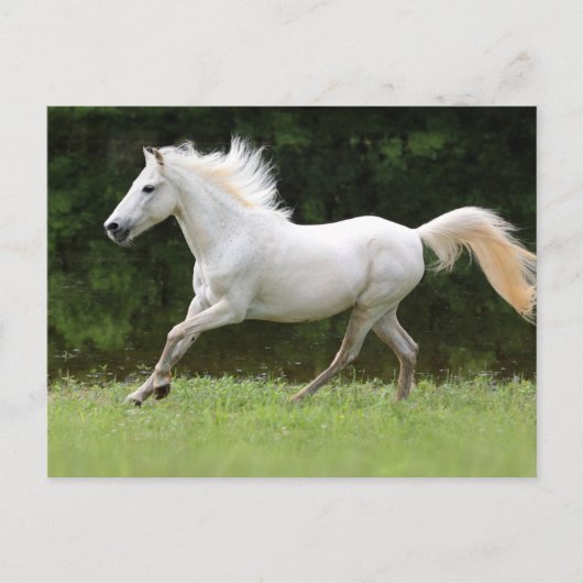 Galloping White Horse Briefkaart (Voorkant)