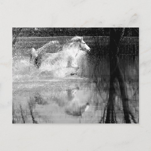 Galloping White Water Horse Briefkaart (Voorkant)