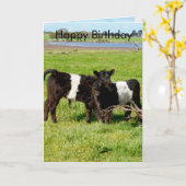 Galloway Baby Calves, Birthday Kaart (Gele Bloem)