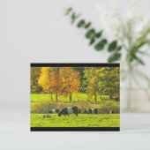 Galloway Cows op Rockport Maine Boerderij Briefkaart (Staand voorkant)