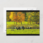 Galloway Cows op Rockport Maine Boerderij Briefkaart (Voorkant / Achterkant)