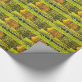 Galloway Cows op Rockport Maine Boerderij Cadeaupapier (Hoek)