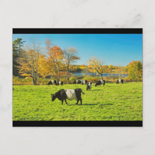 Galloway-koeien die grazen op gras in Herfst Briefkaart