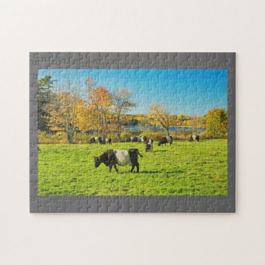 Galloway-koeien die grazen op gras in Herfst Legpuzzel (Horizontaal)