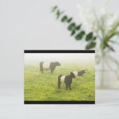 Galloway-koeien die grazen op het gebied van het B Briefkaart (Staand voorkant)