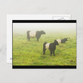 Galloway-koeien die grazen op het gebied van het B Briefkaart (Voorkant / Achterkant)