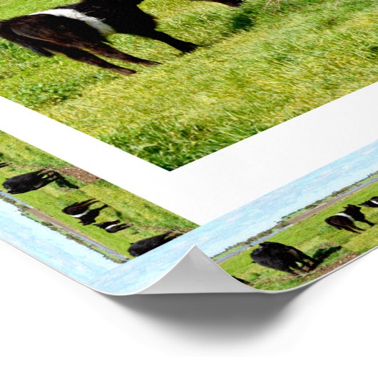 Galloway Koeien Framed, Poster (Hoek)