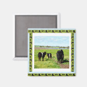 Galloway Koeien omwoeld, Fridge Magnet (Voorkant / Achterkant)