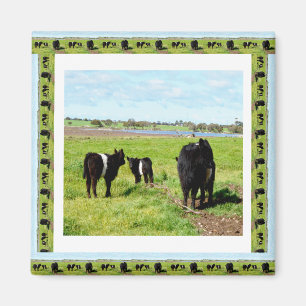 Galloway Koeien omwoeld, Fridge Magnet