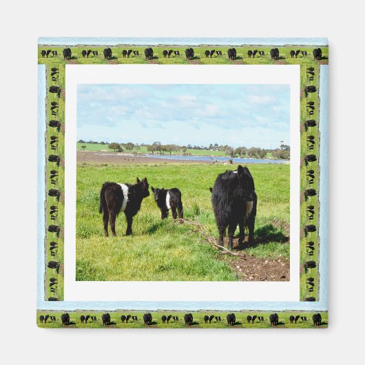 Galloway Koeien omwoeld, Fridge Magnet (Voorkant)