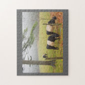 Galloway-koeien op Boerderij in Rockport Maine Legpuzzel (Verticaal)