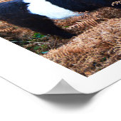 Galloway rundvee poster (Hoek)