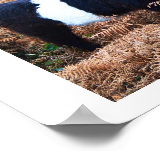 Galloway rundvee poster (Hoek)