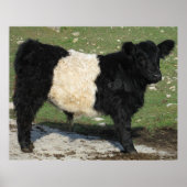 Galloway Steer Cutout Beltie Boerderij Poster (Voorkant)