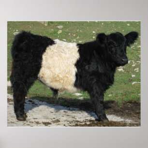 Galloway Steer Cutout Beltie Boerderij Poster