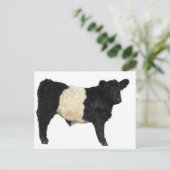 Galloway Steer Cutout Briefkaart (Staand voorkant)